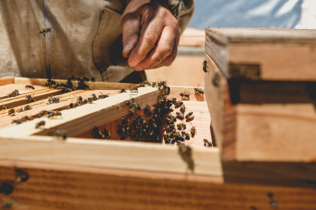 Les apiculteurs de Ballot-Flurin parlent aux abeilles avant chaque récolte