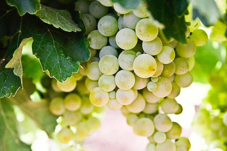Vin Bio : quelle réglementation pour la vinification?