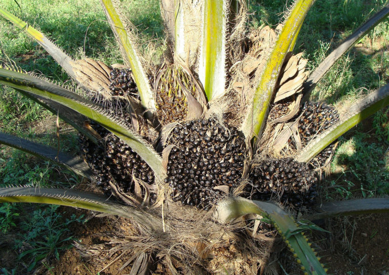 L’huile de palme : NON ! Et l’huile de palme biologique ?