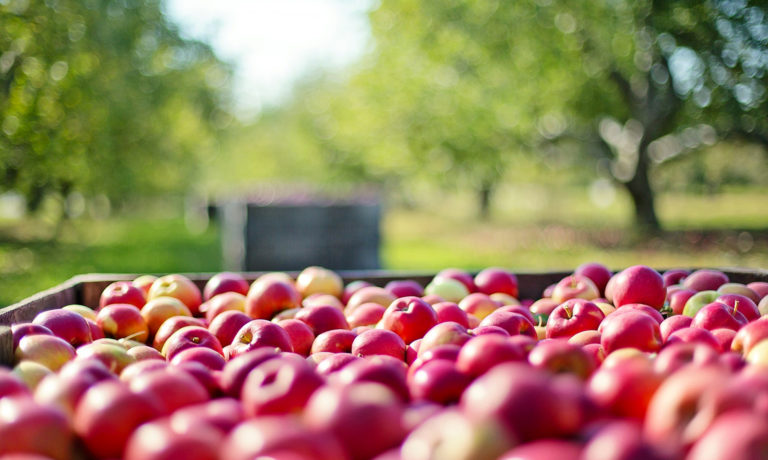 Pesticides : une étude accablante pour les producteurs de pommes conventionnelles