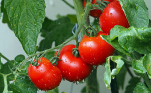 Lire la suite à propos de l’article La tomate dans tous ses états