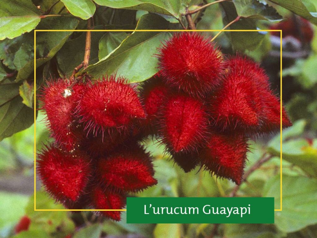Plante d'urucum Guayapi