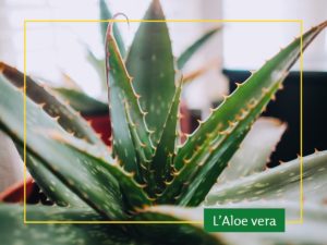 Lire la suite à propos de l’article L’aloe vera, la plante miracle de l’été