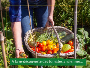 Lire la suite à propos de l’article A la re-découverte des tomates anciennes… 