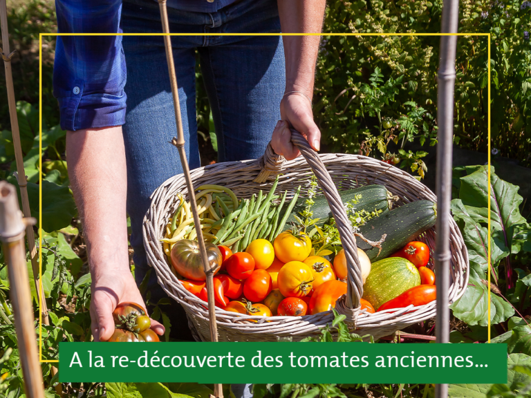 A la re-découverte des tomates anciennes… 